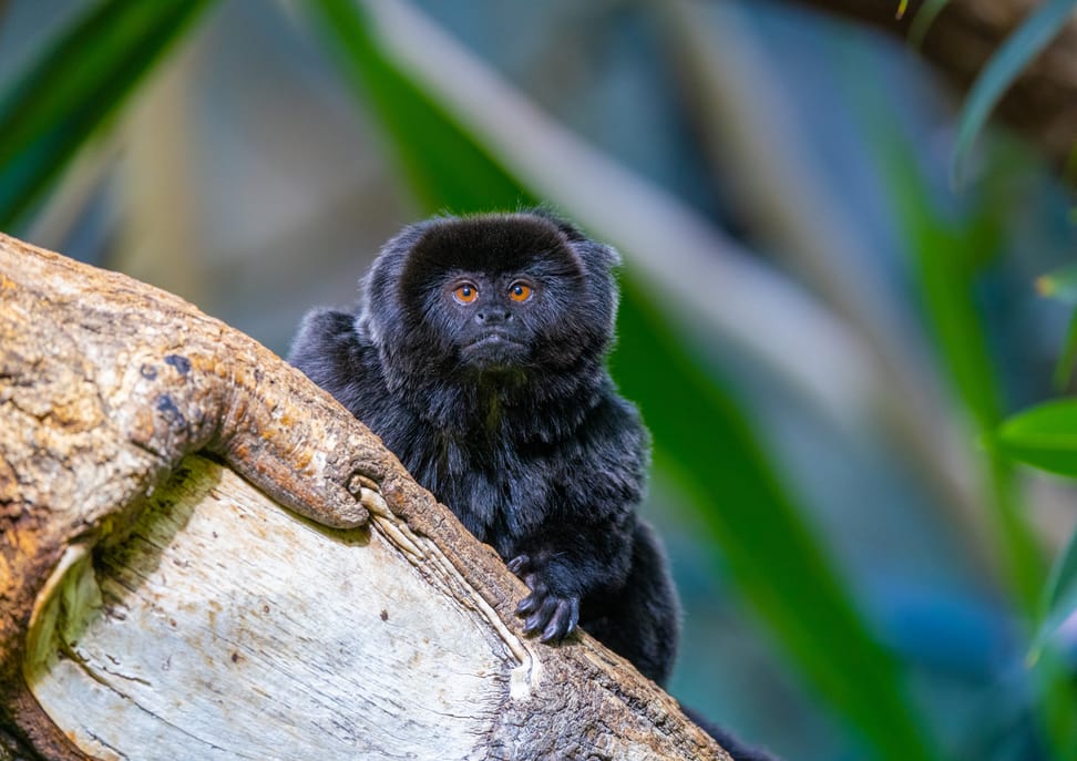 Springtamarin
