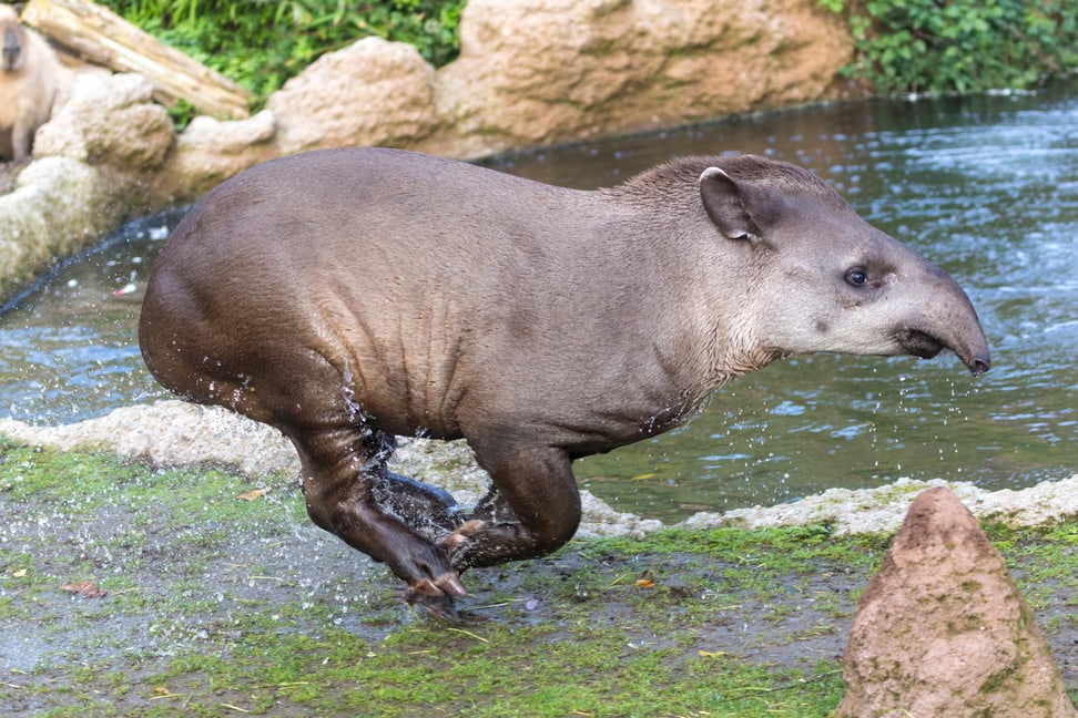 Flachlandtapir