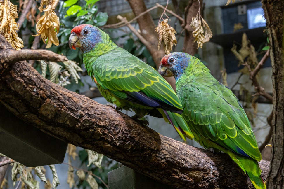 Rotschwanzamazonen im Zoo Zürich.
