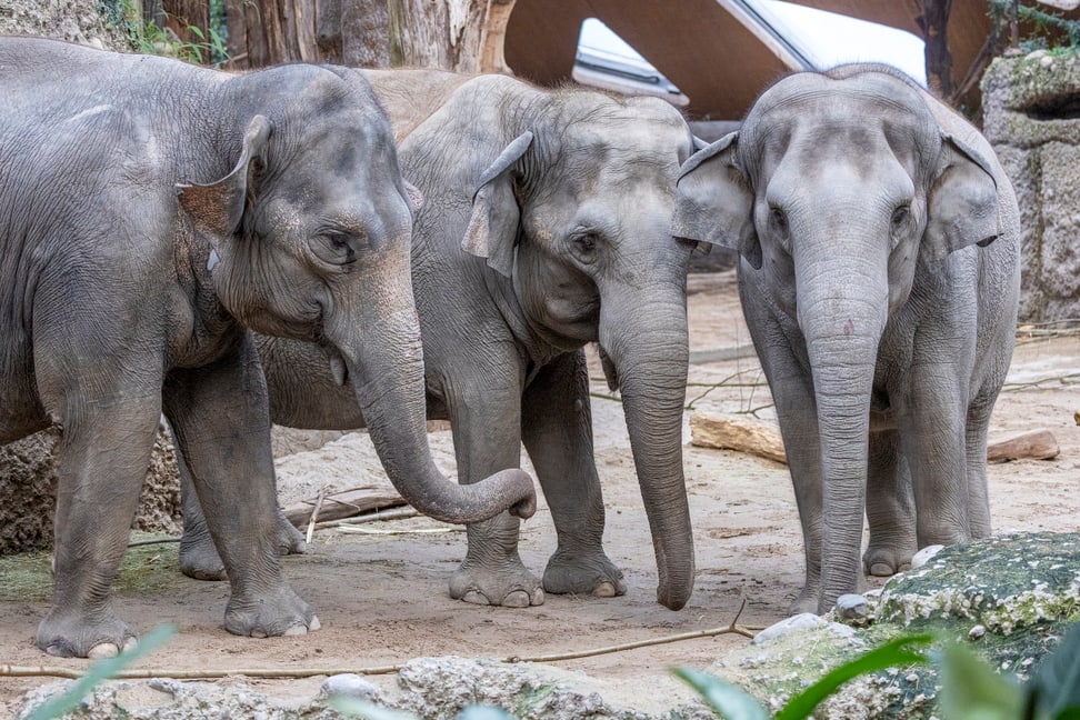 Asiatische Elefanten Panang, Ceyla-Himali und Farha im Zoo Zürich.