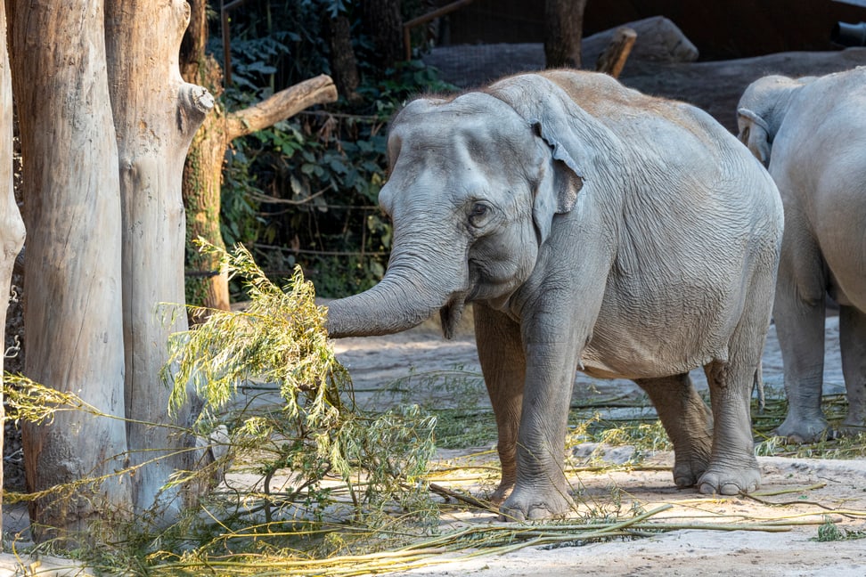 Asiatischer Elefant Ceyla-Himali im Kaeng Krachan Elefantenpark des Zoo Zürich.