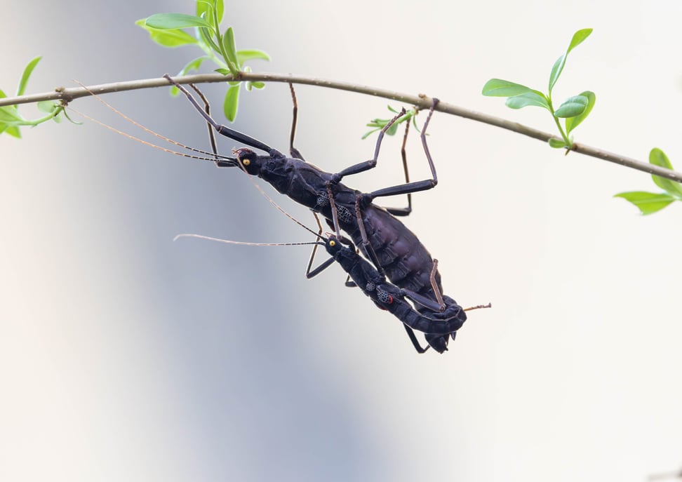 Samtschrecke im Insektenwald des Zoo Zürich.