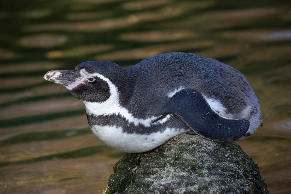 Humboldtpinguin im Zoo Zürich.