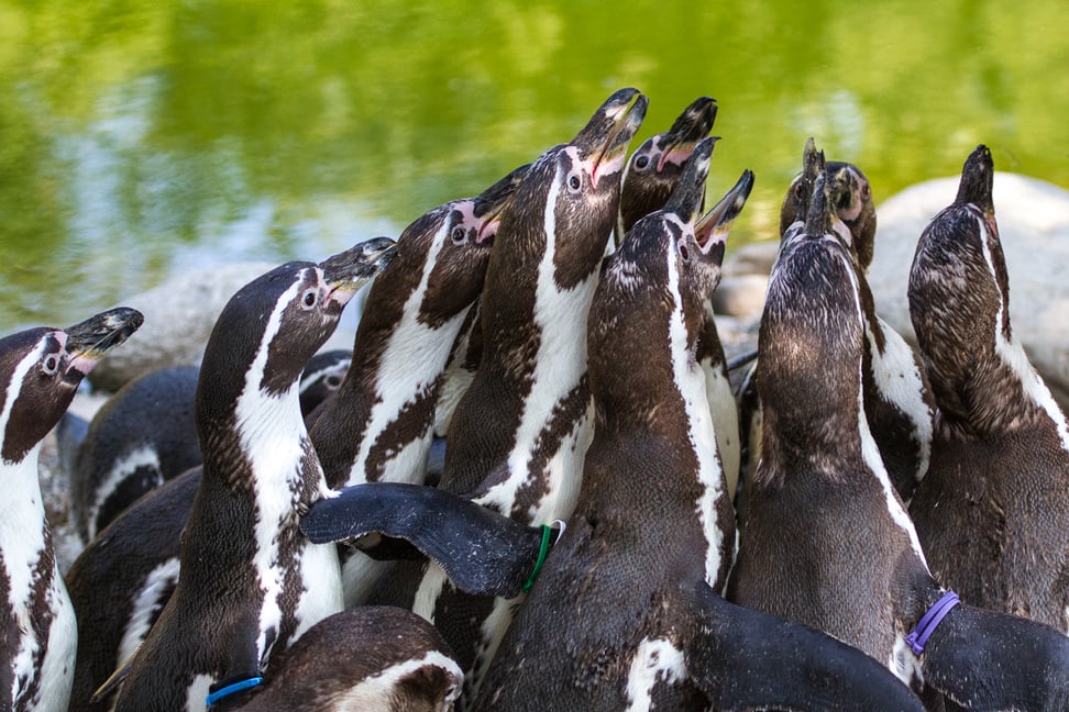 Humboldtpinguine im Zoo Zürich.