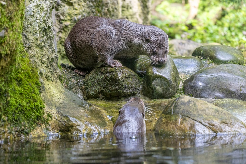Europäische Fischotter Tom (oben) und Cleo im Zoo Zürich.
