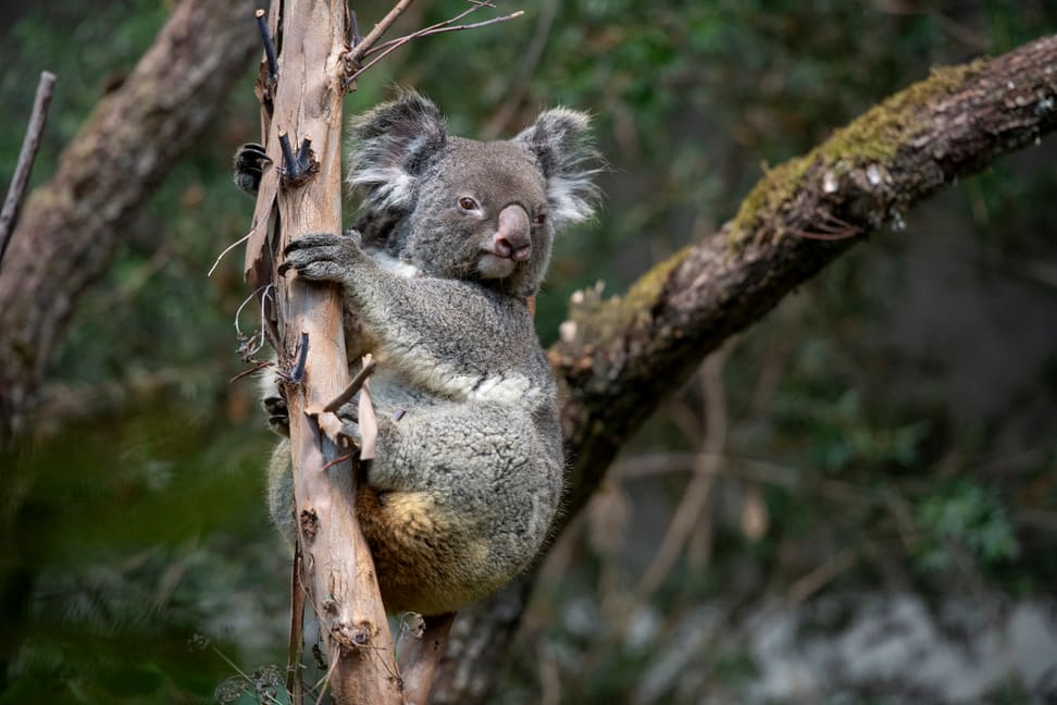 Koalaweibchen Maisy im neu bepflanzten Australienhaus. 