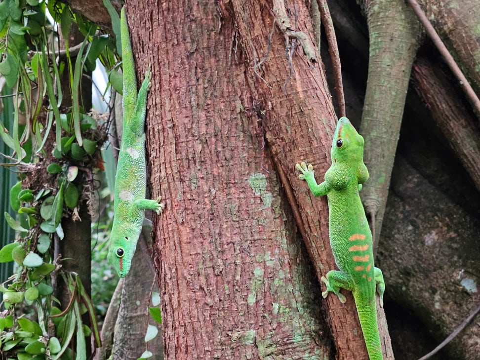 Zwei Madagaskar-Taggeckos an einem Baum im Masoala Regenwald.