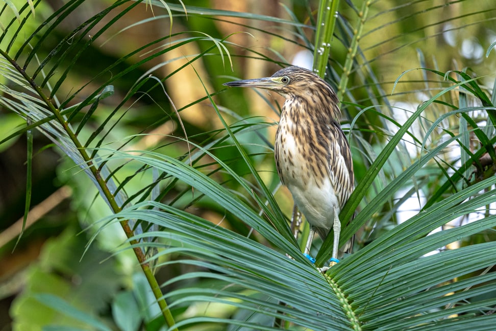 Dickschnabelreiher im Masoala Regenwald.