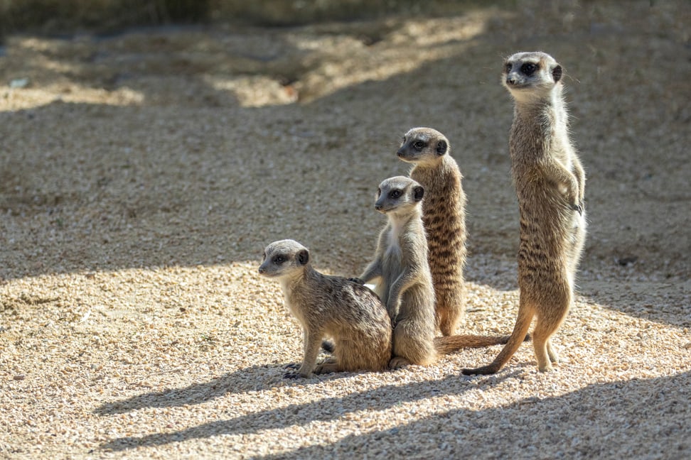 Erdmännchen-Gruppe im Zoo Zürich. 