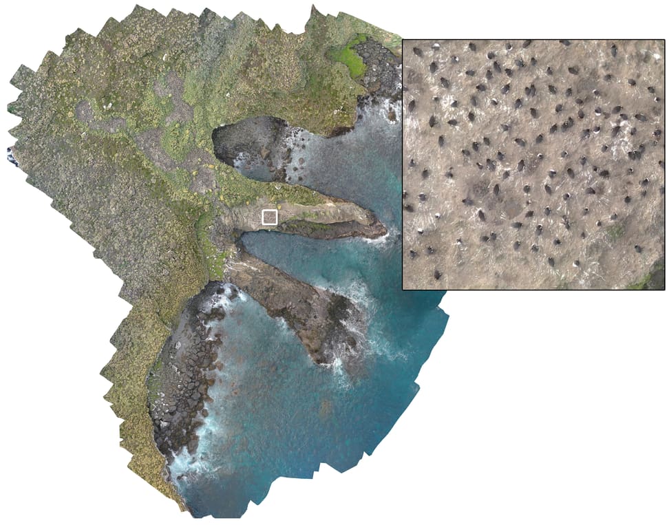 Drohnenbild einer Kronenpinguin-Kolonie auf den Antipoden-Inseln