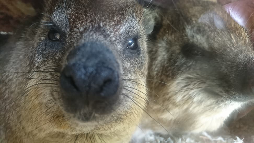 Kap-Klippschliefer im Semien Gebirge des Zoo Zürich.