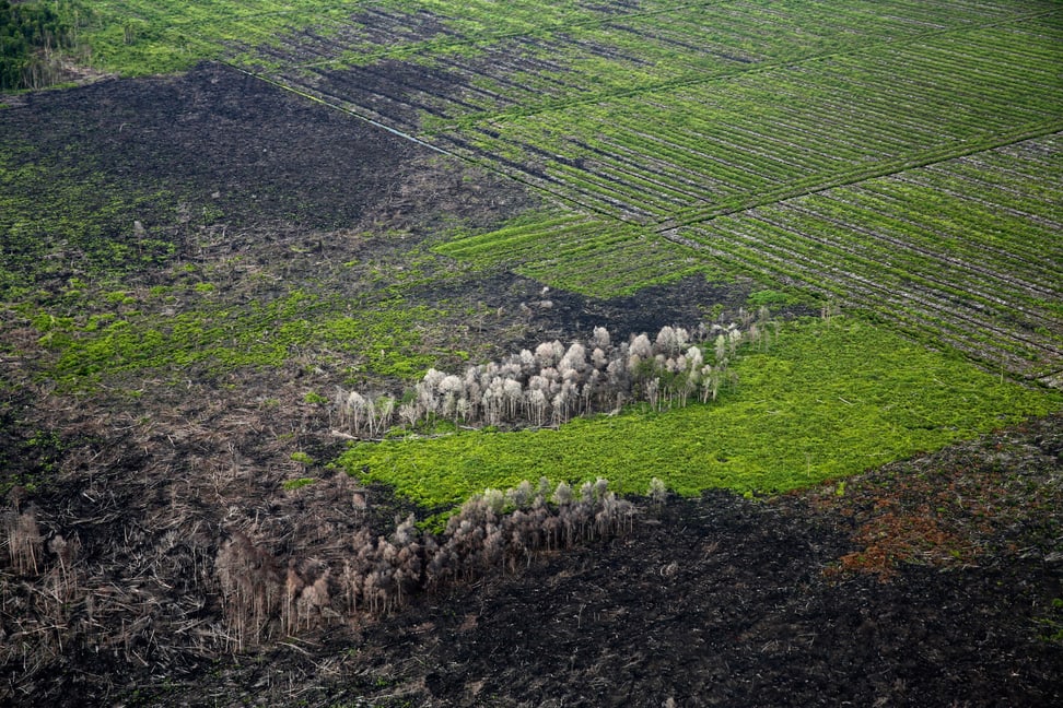 Brandrodung Regenwald Sumatra