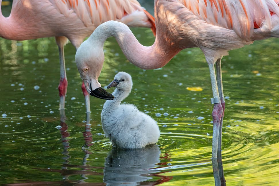 Junger Flamingo im Pantanal des Zoo Zürich.