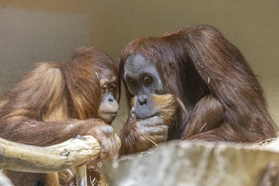 Orang-Utan Riang und Awang im Zoo Zürich.