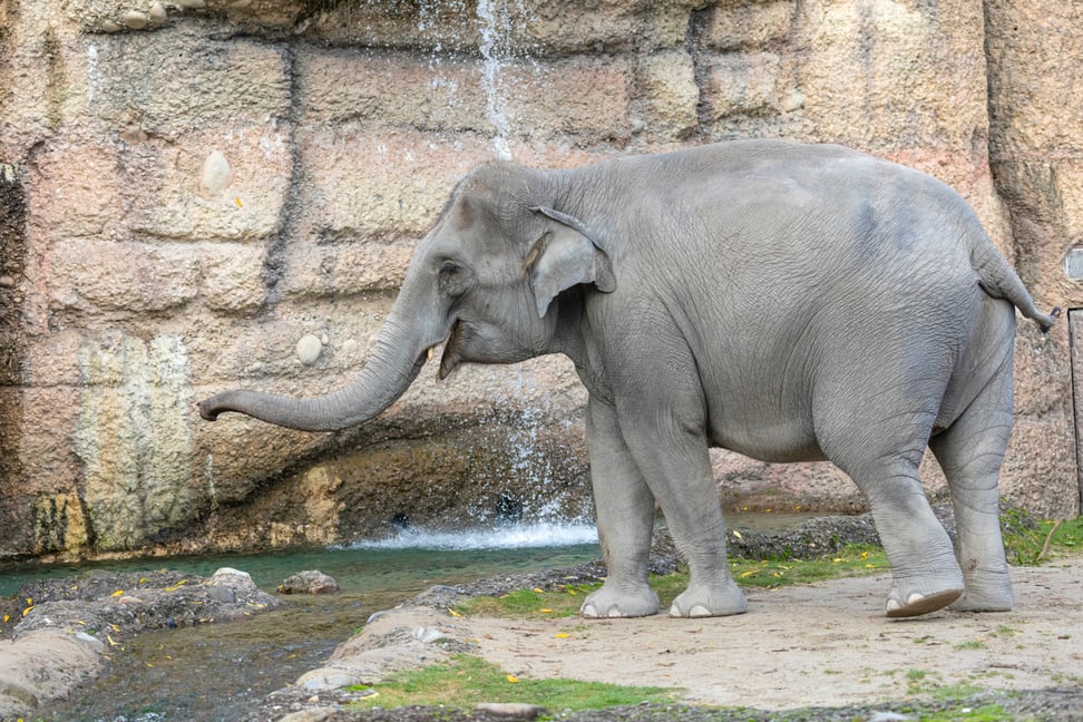 Asiatischer Elefant Farha im Kaeng Krachan Elefantenpark des Zoo Zürich.