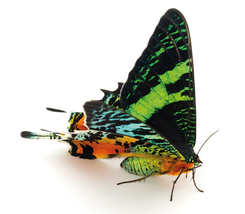 Nachtfalter Chrysiridia ripheus (Drury, 1773) aus dem Buch «Magic Eyes of Madagascar» von Armin Dett.
