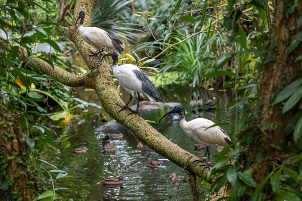 Hellaugenibisse im Masoala Regenwald des Zoo Zürich.