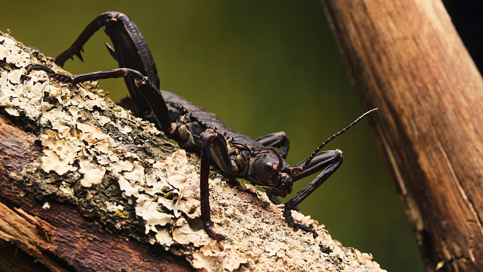 Dornschrecke im Insektenwald des Zoo Zürich.