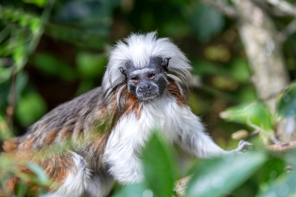 Listzaffe im Zoo Zürich.