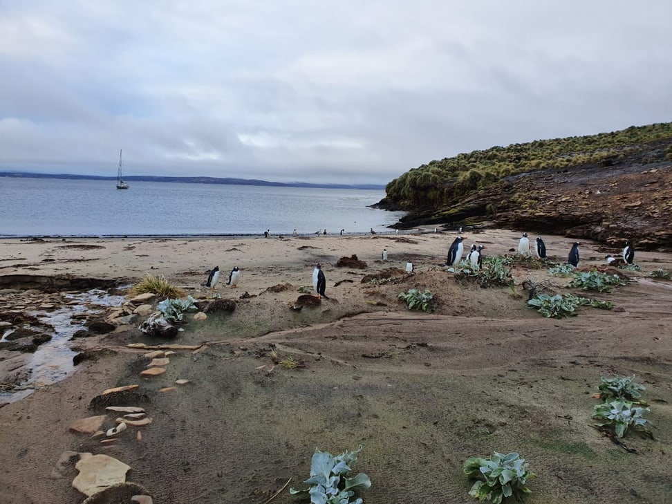 Eselspinguine zwischen 