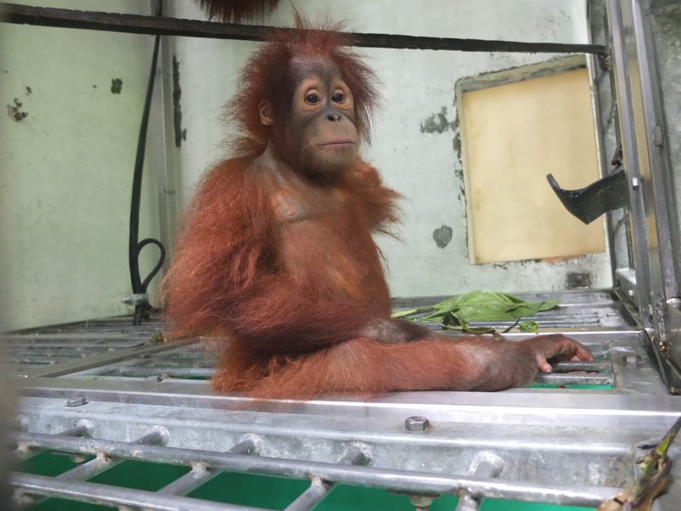 Orang-Utan Payet