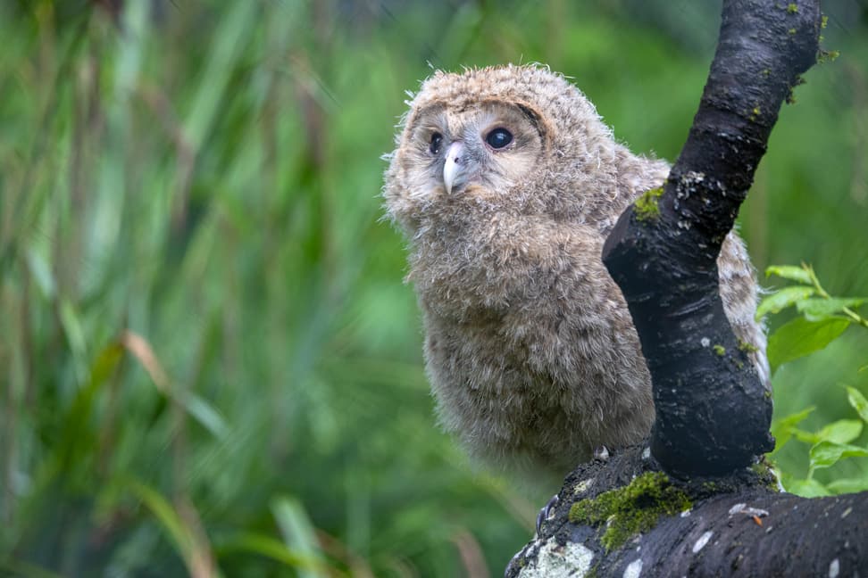 Junger Habichtskauz im Zoo Zürich.