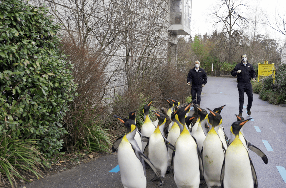 Making-of des Jerusalema-Tanzvideos im Zoo Zürich.