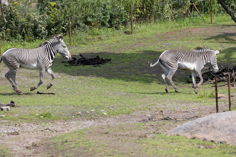 Grevyzebras in der Lewa Savanne des Zoo Zürich.