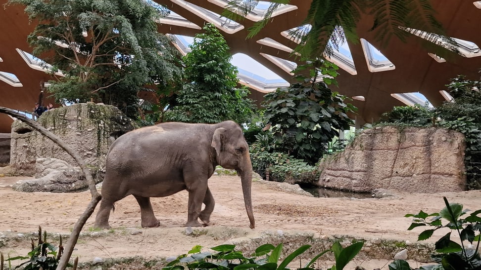 Asiatischer Elefant Panang in der Innenanlage des Kaeng Krachan Elefantenparks im Zoo Zürich.