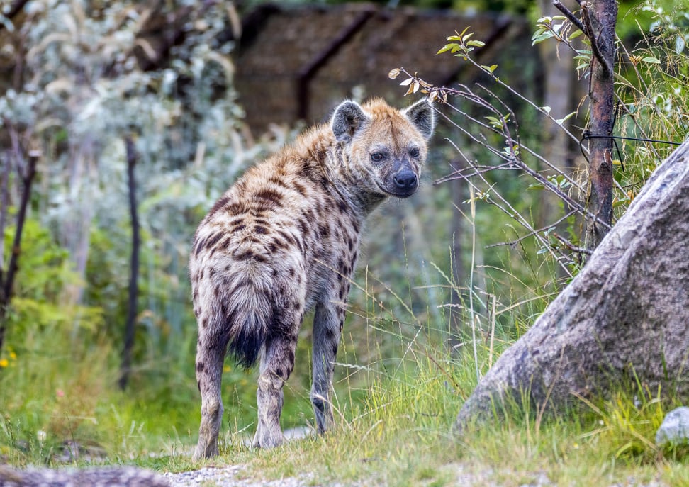 Tüpfelhyäne Tesi in der Lewa Savanne des Zoo Zürich.
