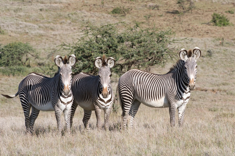 Grevyzebras im Lewa Wildlife Conservancy in Kenia.