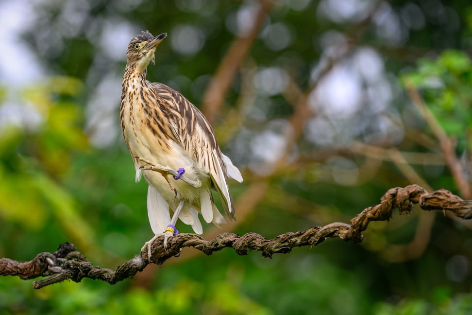 Dickschnabelreiher im Masoala Regenwald des Zoo Zürich.