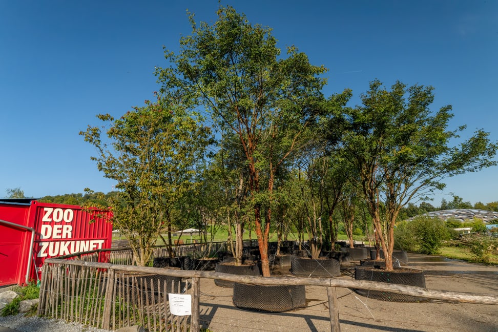 Temporäre Baumschule mit Bäumen für die Pantanal Voliere im Zoo Zürich.