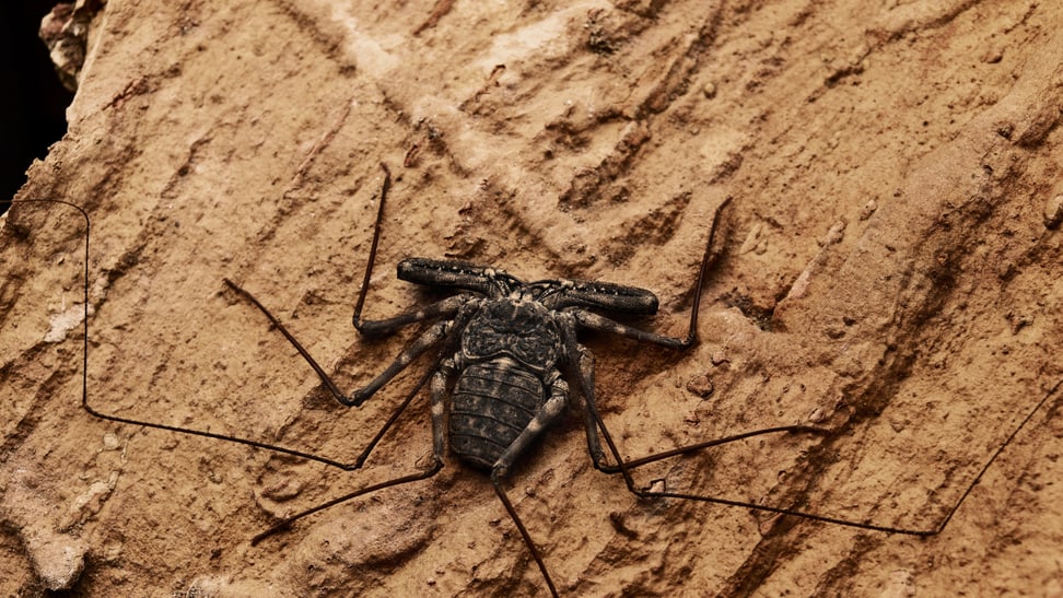 Geisselspinne im Insektenwald des Zoo Zürich.