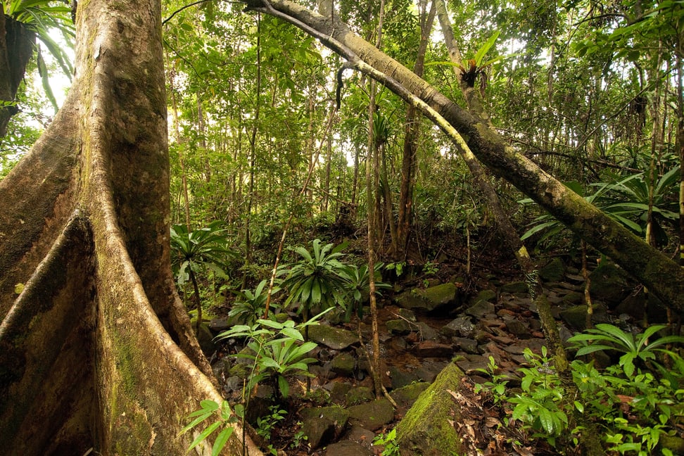 Masoala Nationalpark, Regenwald.    