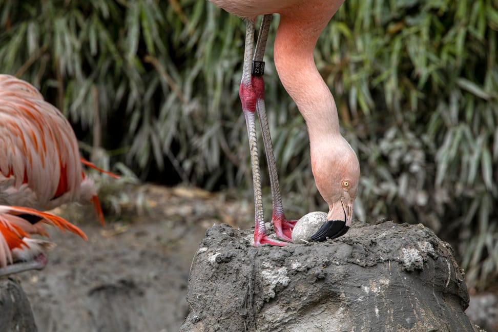 Flamingo im Zoo Zürich mit einem Ei auf dem Bruthügel. 