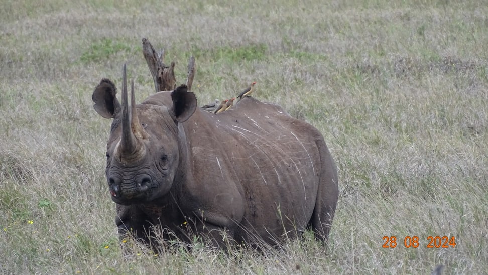 Nashorn Lucky mit Vögeln auf dem Rücken in Lewa.