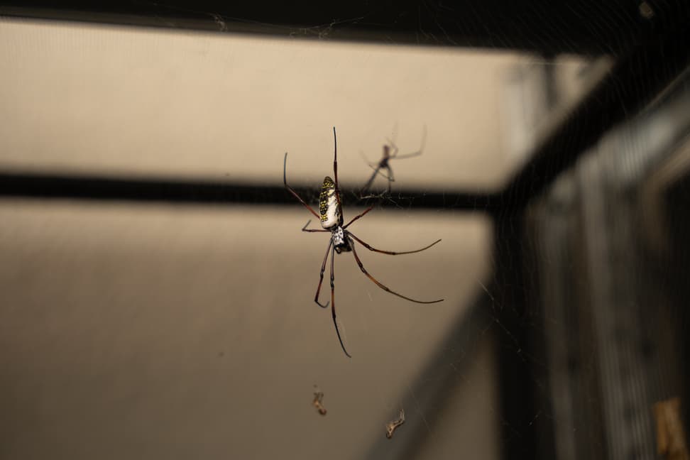 Madagaskar-Seidenspinne Hintergrundzucht