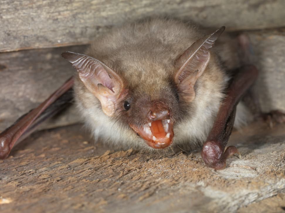Grosses Mausohr (Fledermaus).
