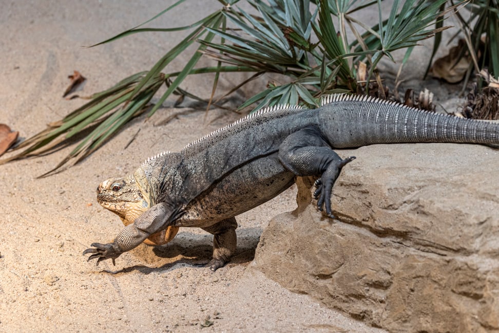 Exuma-Wirtelschwanzleguan im Australienhaus des Zoo Zürich.