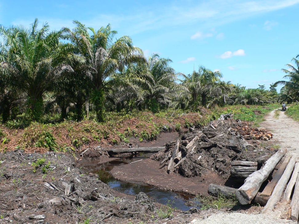 Palmöl-Plantage auf Sumatra.