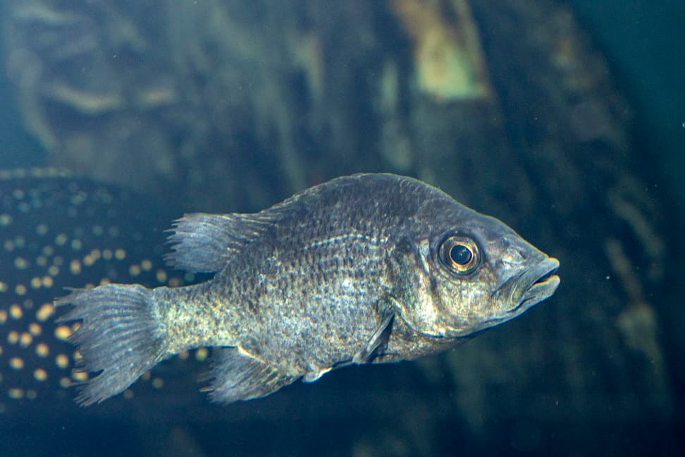 Ein Mangarahara-Buntbarsch im Zoo Zürich.