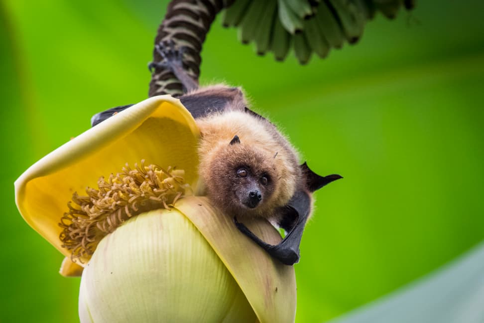 Rodrigues-Flughund im Masoala Regenwald des Zoo Zürich.