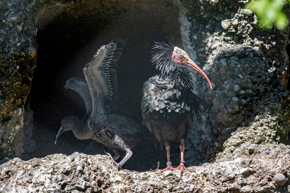 Waldrapp mit Jungvogel im Zoo Zürich.
