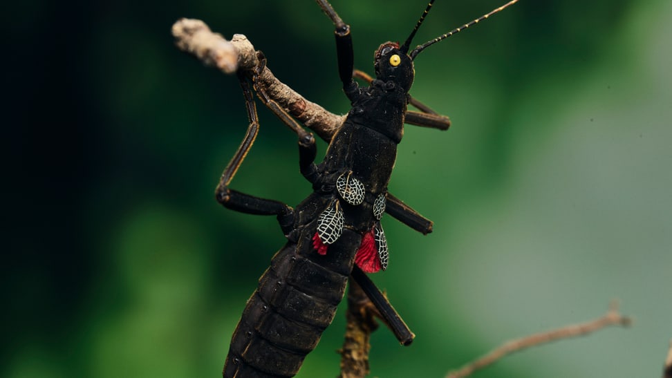 Samtschrecke im Insektenwald des Zoo Zürich.