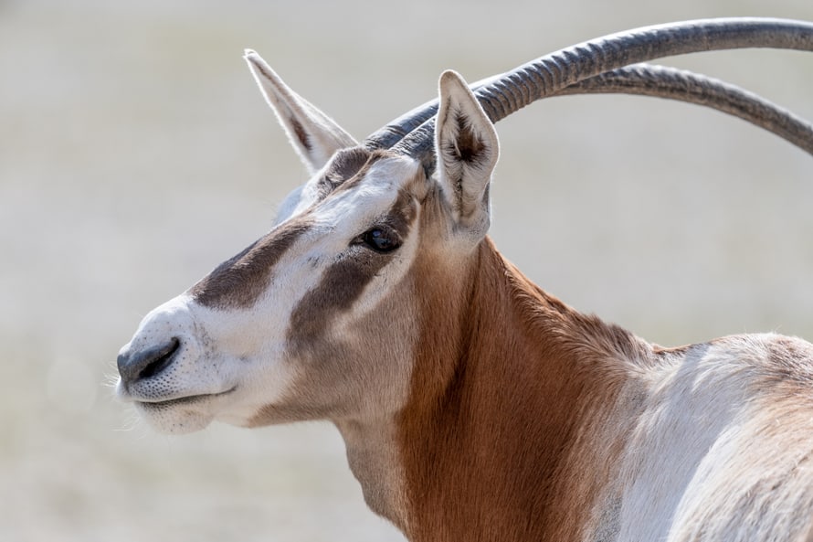 Säbelantilope (Oryx dammah)
