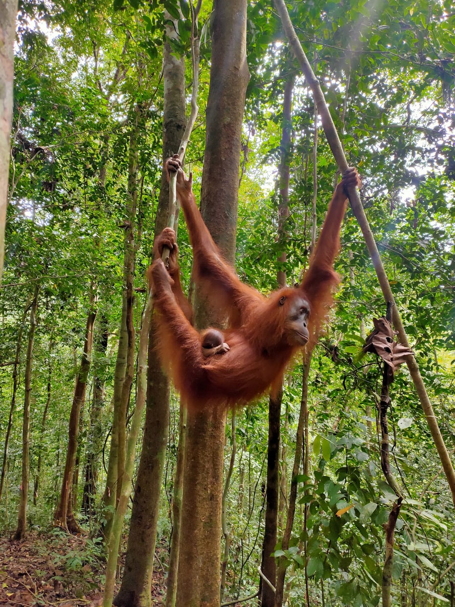 Weiblicher Sumatra-Orang-Utan Wenda mit Jungtier im Regenwaldschutzgebiet Jantho auf Sumatra