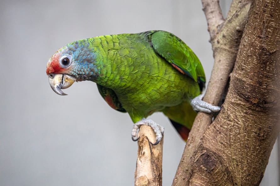 Rotschwanzamazonenmännchen im Zoo Zürich