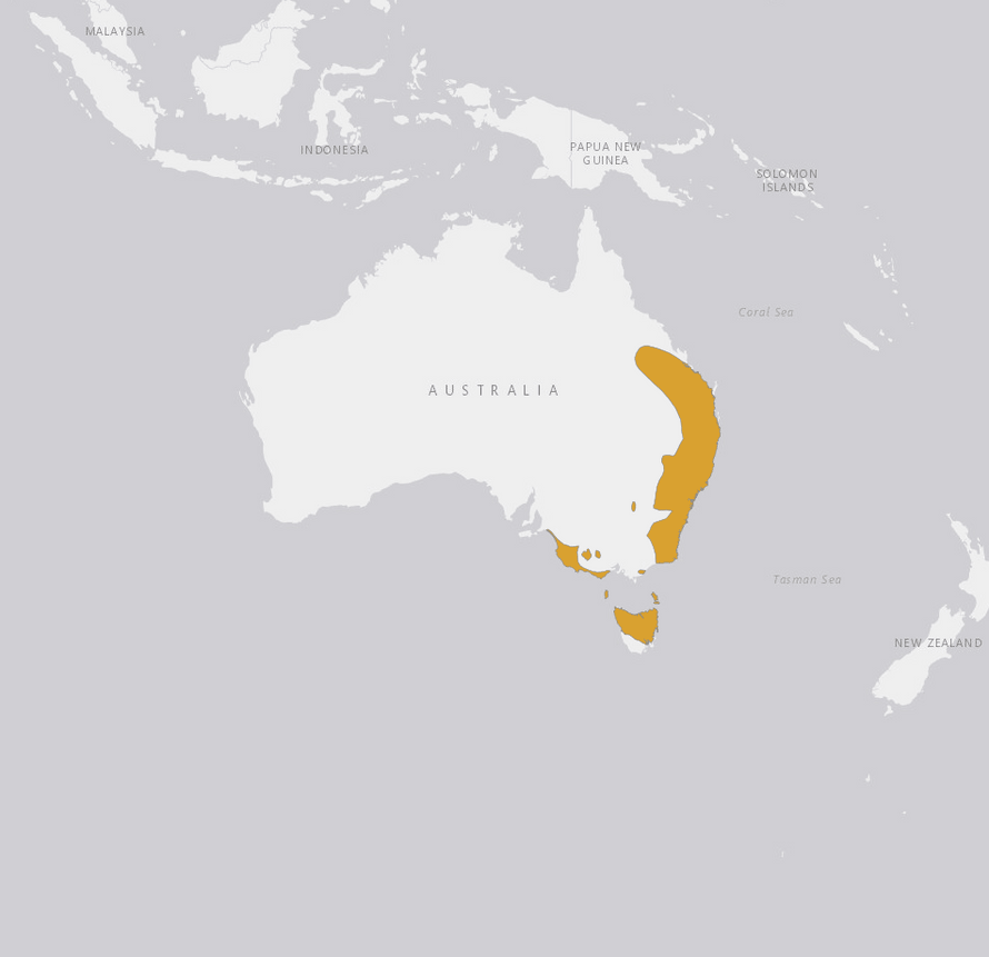 Tierlexikon: Bennett-Wallaby