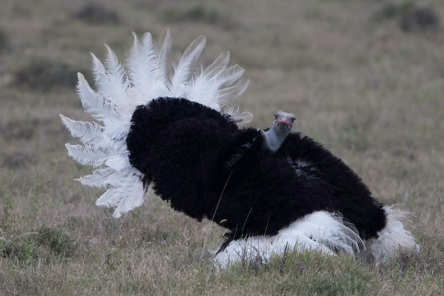 Vogel Strauss im Lewa Wildlife Conservancy in Kenia.